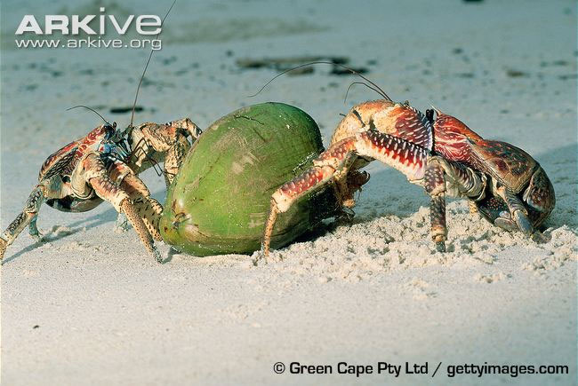 Picture 1 of Giant crab monsters, climbing, snatching and lightning fast