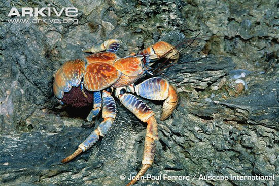 Picture 2 of Giant crab monsters, climbing, snatching and lightning fast