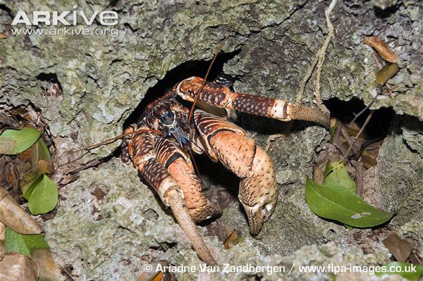 Picture 3 of Giant crab monsters, climbing, snatching and lightning fast