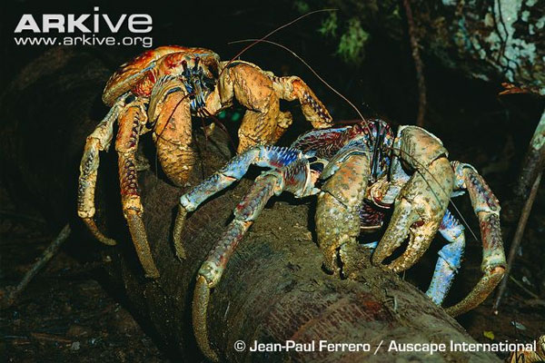 Picture 4 of Giant crab monsters, climbing, snatching and lightning fast