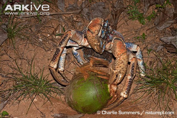 Picture 5 of Giant crab monsters, climbing, snatching and lightning fast