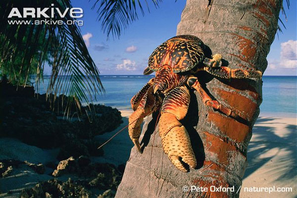 Picture 6 of Giant crab monsters, climbing, snatching and lightning fast