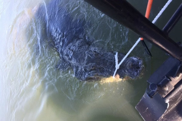 Picture 2 of Giant crocodile is nearly 5m long