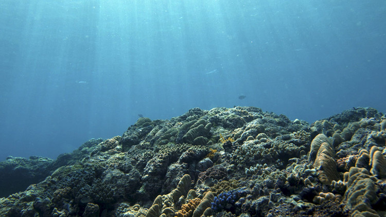 Picture 3 of Giant dead zone can appear on the ocean in 2030