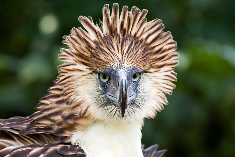 giant-eagle-philippines