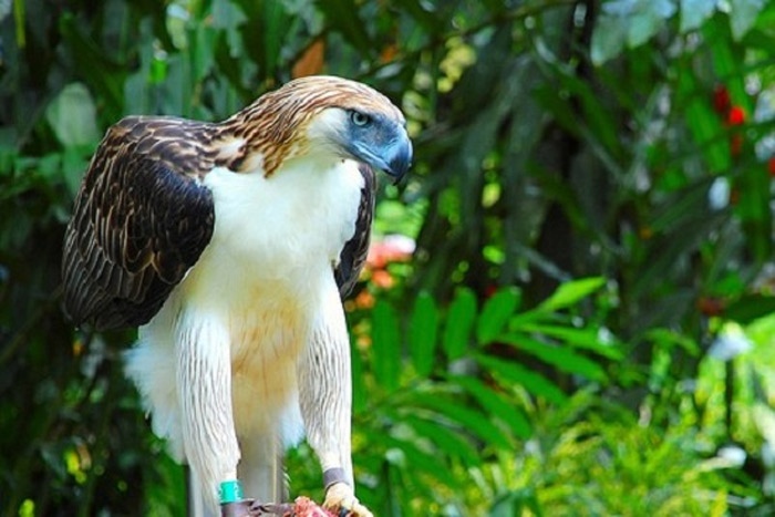 Largest Philippine Eagle