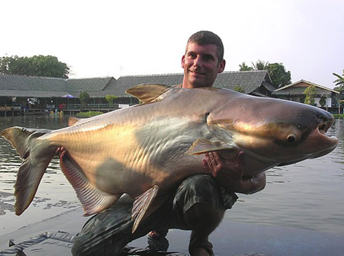 Picture 1 of Giant fish of the Mekong River