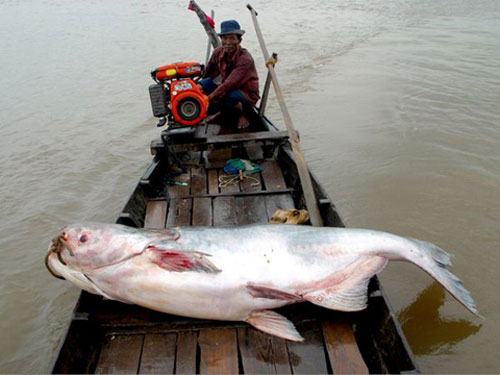Picture 2 of Giant fish of the Mekong River