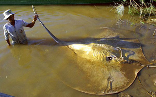 Picture 3 of Giant fish of the Mekong River