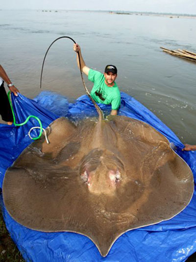 Picture 4 of Giant fish of the Mekong River