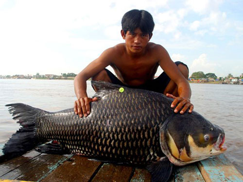 Picture 6 of Giant fish of the Mekong River
