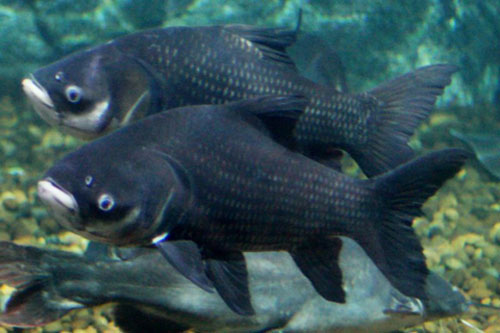 Picture 7 of Giant fish of the Mekong River