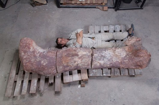 Picture 8 of Giant fossils and the fear of prehistoric creatures