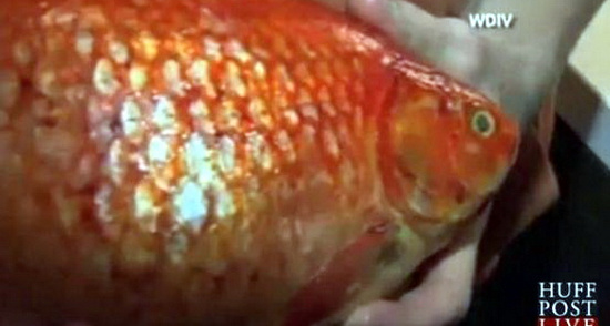 Picture 1 of Giant goldfish weighs 1.4kg