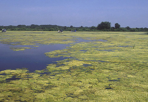 Picture 8 of Giant green algae blooms