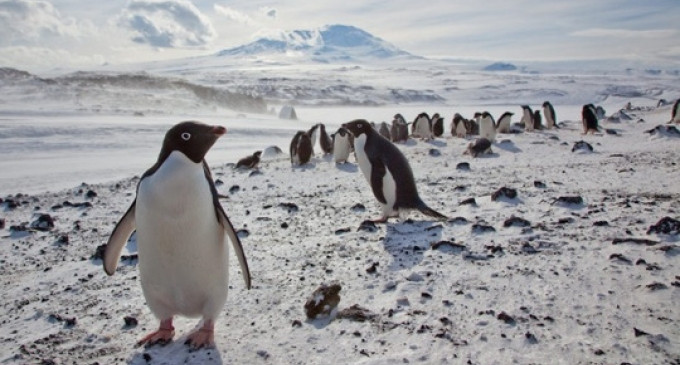 Picture 3 of Giant iceberg kills 150,000 penguins
