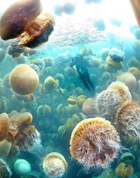 Picture 7 of Giant jellyfish came to Japan