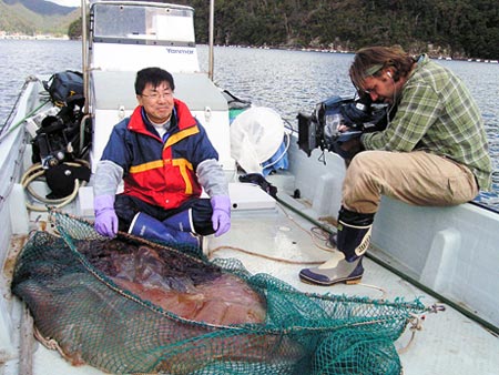 Picture 8 of Giant jellyfish came to Japan
