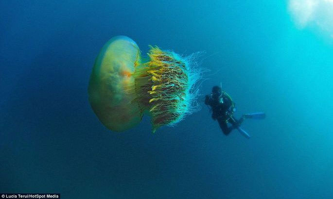 Giant jellyfish invade Korean beaches