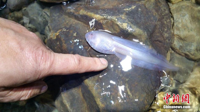 Giant larvae of mud mud in China images 3