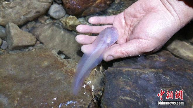 Giant larvae of mud mud in China images 4