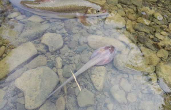 Giant larvae of mud mud in China images 5
