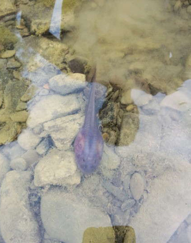 Giant larvae of mud mud in China images 6