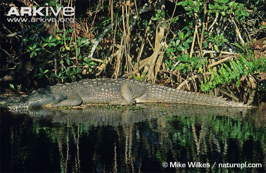 Picture 5 of Giant marshes of the swamp South Florida
