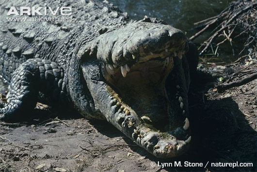 Picture 6 of Giant marshes of the swamp South Florida