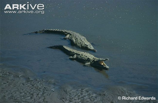 Picture 7 of Giant marshes of the swamp South Florida