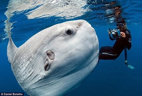 Giant moon fish drifted to the coast of Indonesia