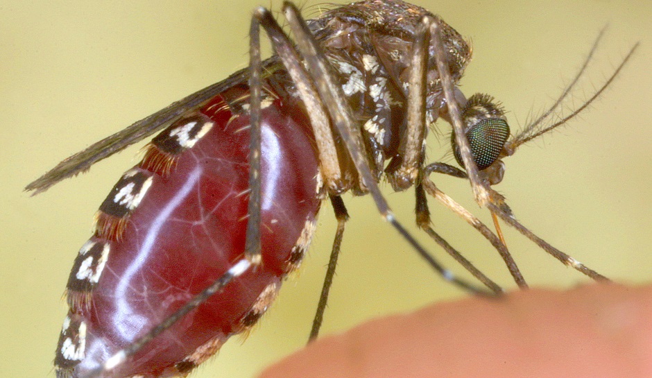 Picture 1 of Giant mosquitoes have bone-piercing blood