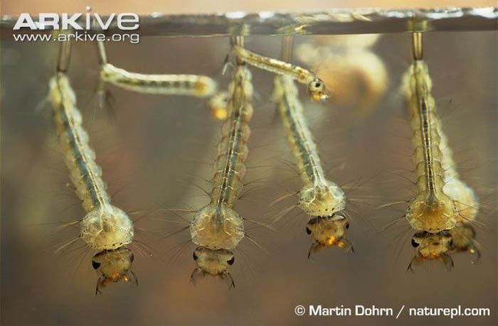 Picture 10 of Giant mosquitoes have bone-piercing blood