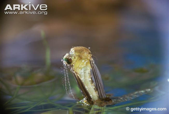 Picture 11 of Giant mosquitoes have bone-piercing blood