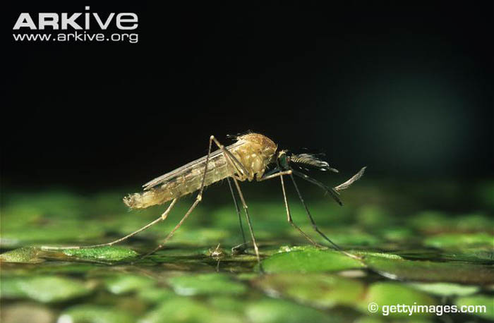 Picture 12 of Giant mosquitoes have bone-piercing blood