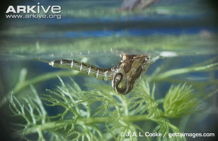 Picture 2 of Giant mosquitoes have bone-piercing blood