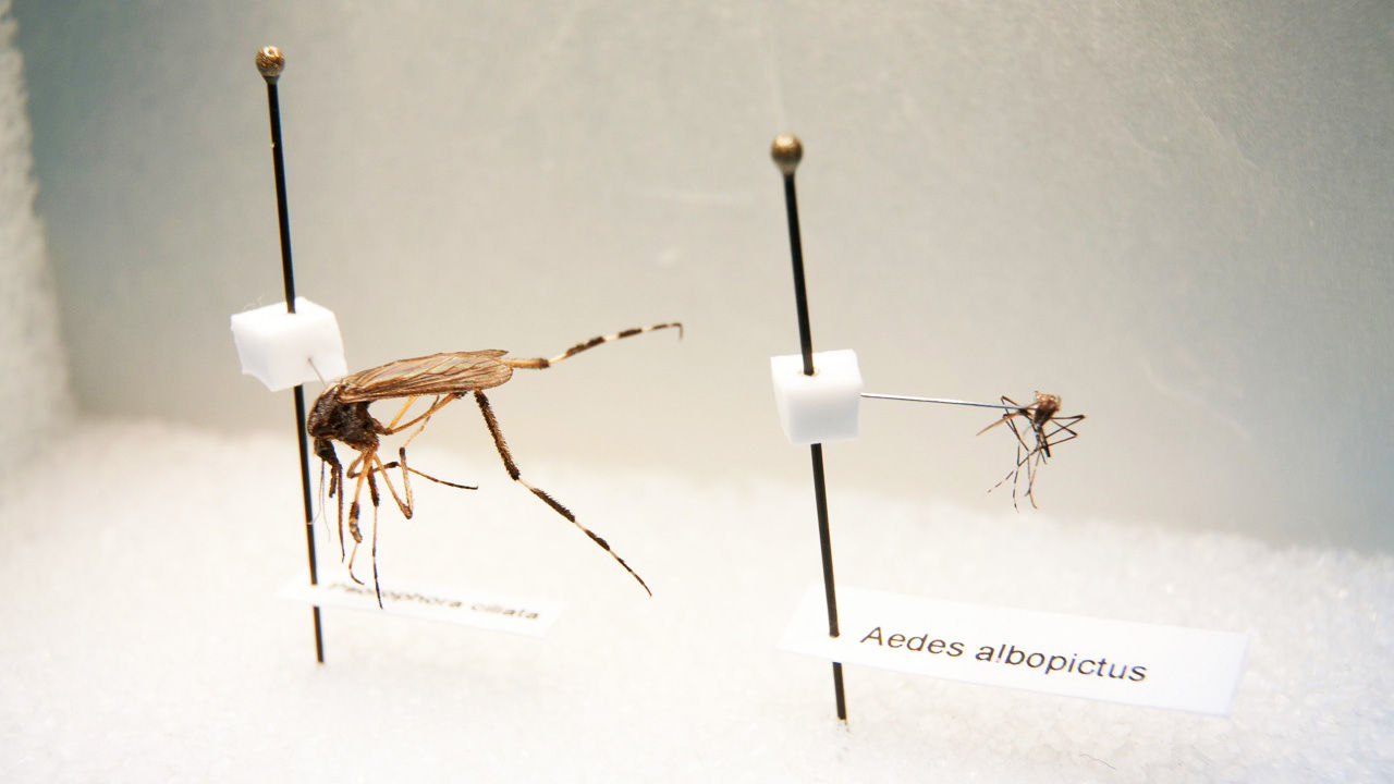 Picture 3 of Giant mosquitoes have bone-piercing blood