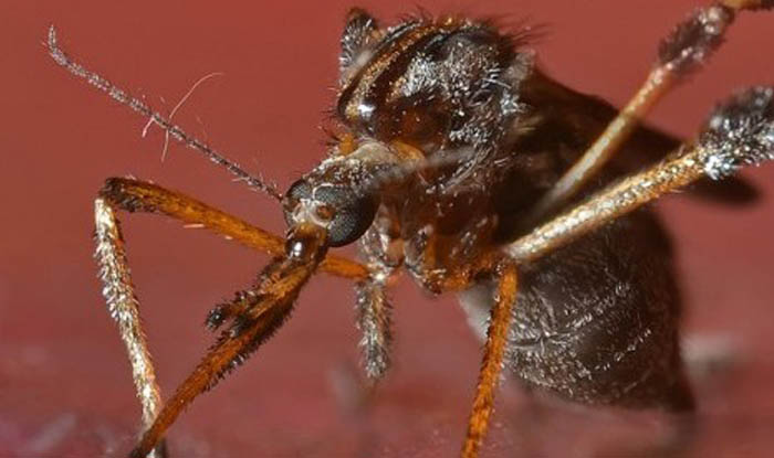 Picture 4 of Giant mosquitoes have bone-piercing blood