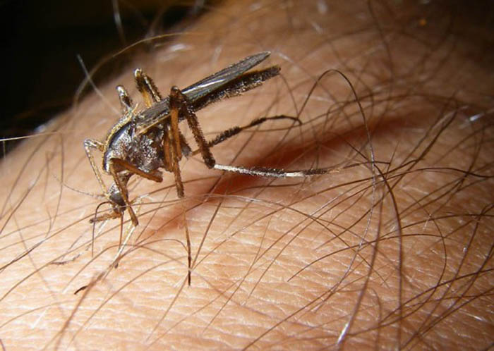 Picture 5 of Giant mosquitoes have bone-piercing blood