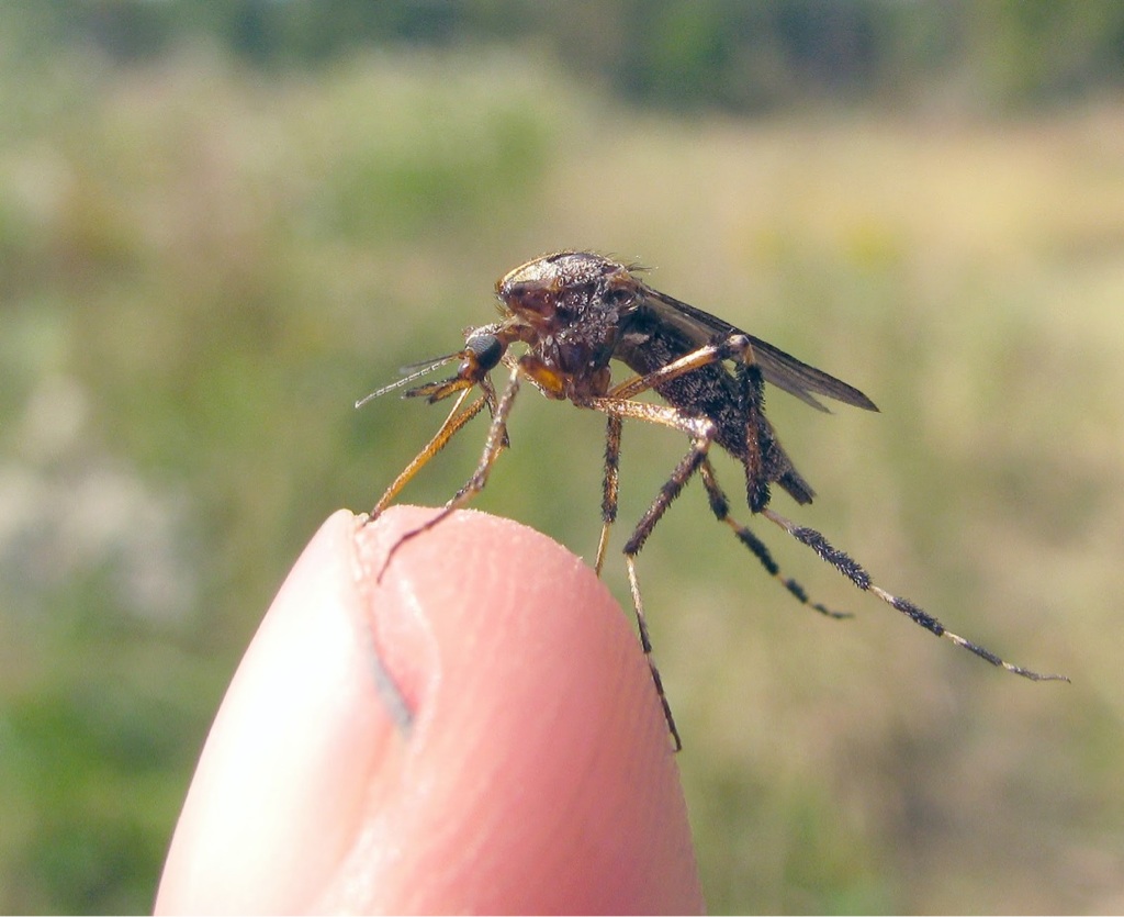 Picture 7 of Giant mosquitoes have bone-piercing blood