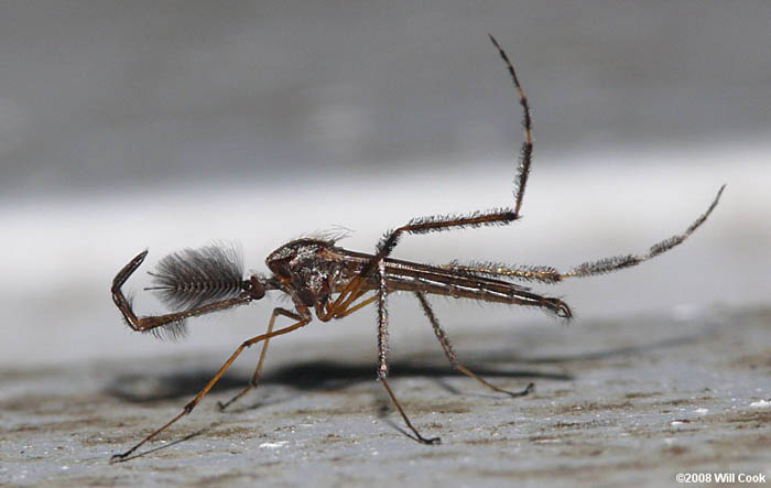 Picture 8 of Giant mosquitoes have bone-piercing blood