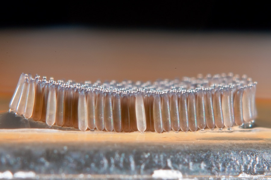 Picture 9 of Giant mosquitoes have bone-piercing blood