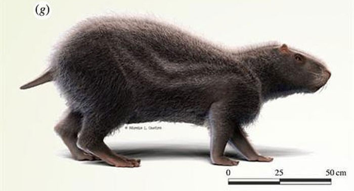 Picture 1 of Giant mouse discovered to be as big as humans in Amazon