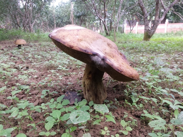 Picture 7 of Giant mushrooms appear in mass in Hue