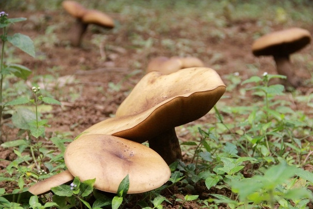 Picture 8 of Giant mushrooms appear in mass in Hue