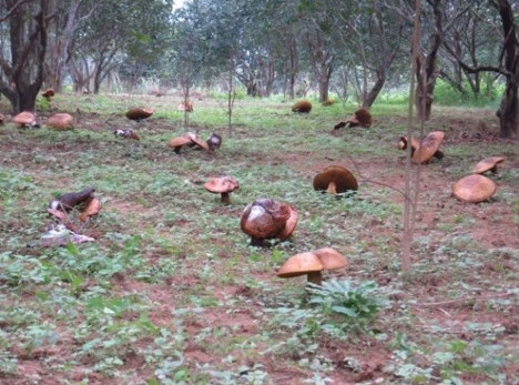 Picture 9 of Giant mushrooms appear in mass in Hue