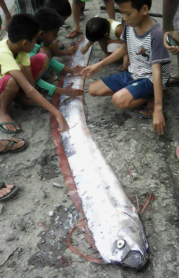 Picture 1 of Giant oars fish predicting earthquakes in the Philippines?