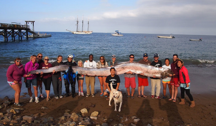 Picture 2 of Giant oars fish predicting earthquakes in the Philippines?