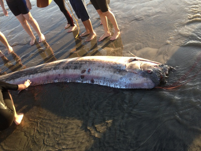 Picture 3 of Giant oars fish predicting earthquakes in the Philippines?