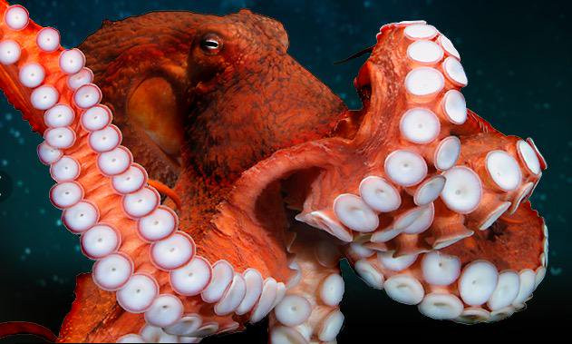 Picture 1 of Giant octopus is not mated because it is easy to eat mates